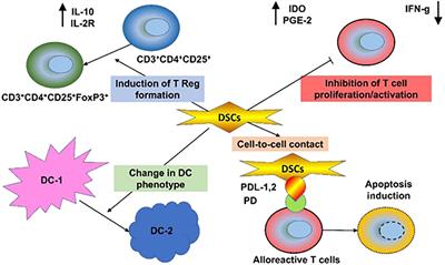 Novel therapies for graft versus host disease with a focus on cell therapies